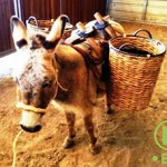Animal rentals for Dallas - Fort Worth parties and events.
