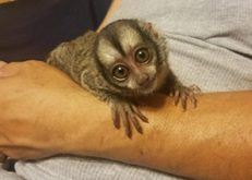 Exotic Petting Zoo Owl Monkey Rental DFW