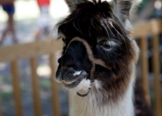Exotic Petting Zoo Llama Rental DFW